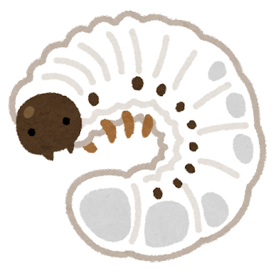 カブトムシは卵をどこに産む 腐葉土や昆虫マットの中 卵の数や育て方も解説します ミセレイニアス